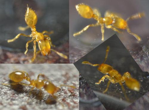 Solenopsis fugax